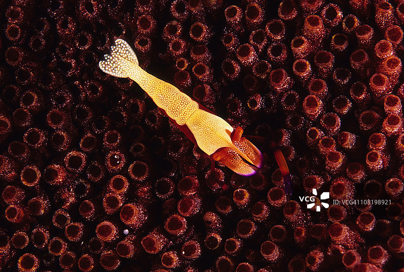 皇帝虾图片素材