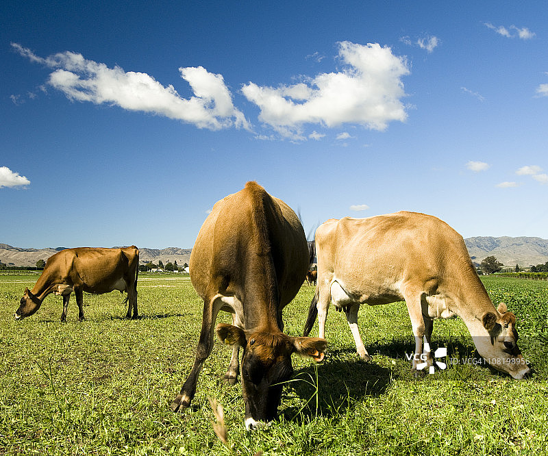 吃草的乳牛图片素材