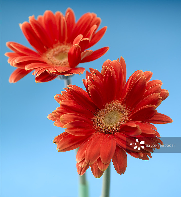 雏菊花图片素材