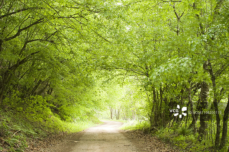 通往茂密森林的道路图片素材