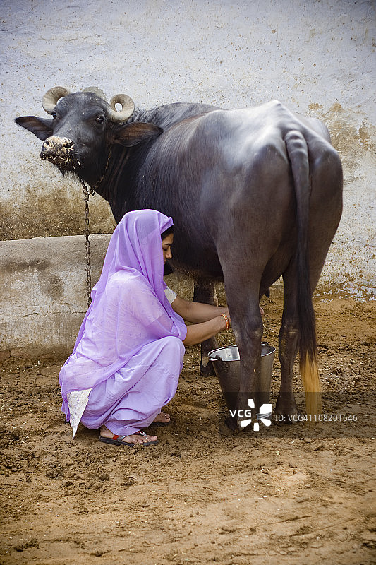 印度妇女挤水牛图片素材