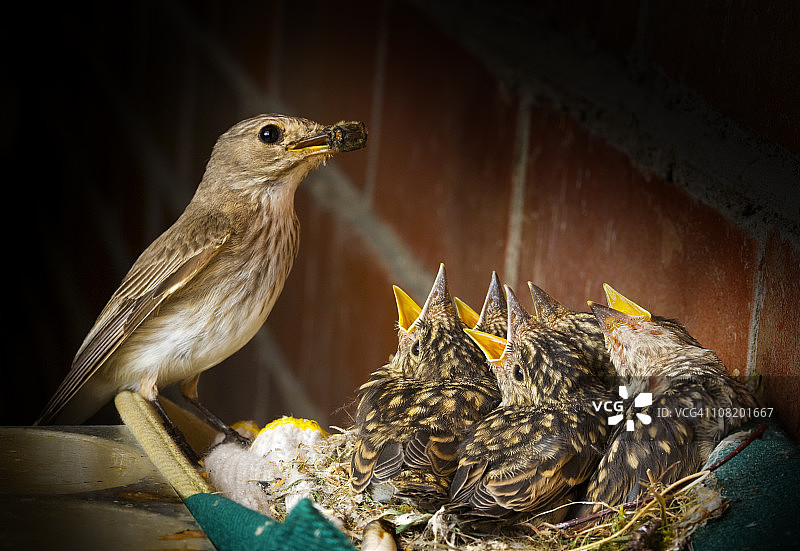 斑姬鹟与五只幼鸟图片素材