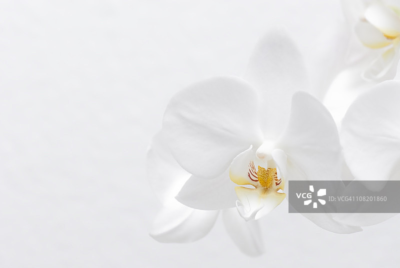 白色的兰花图片素材