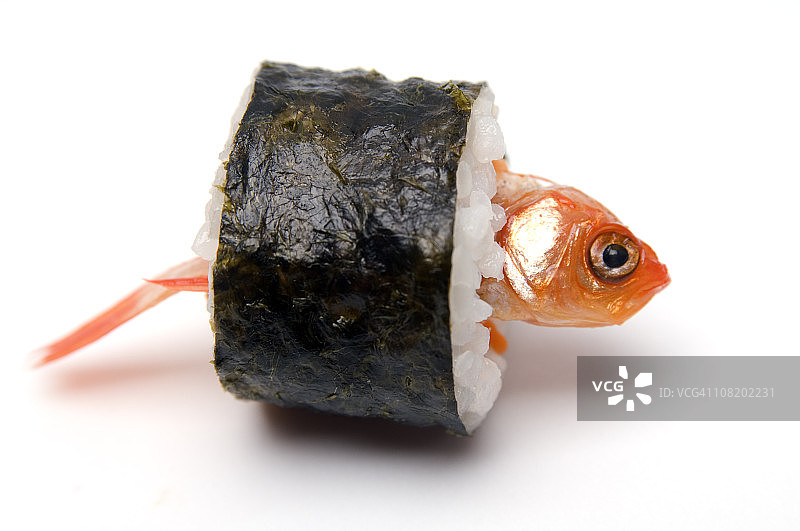 寿司造型金鱼图片素材