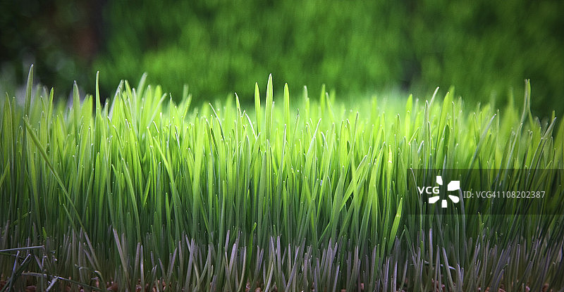 小麦草图片素材