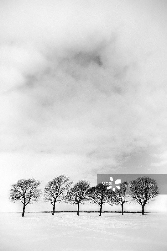 雪地里的裸树黑白照图片素材