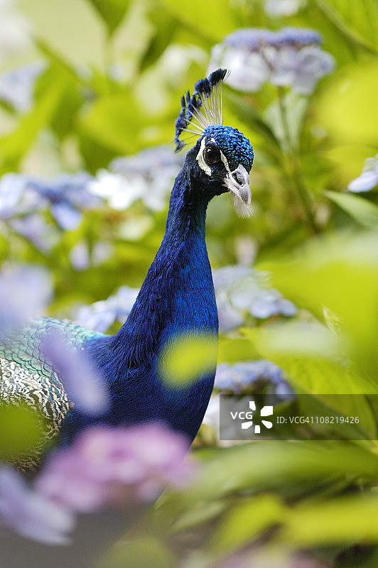 花丛中的孔雀图片素材