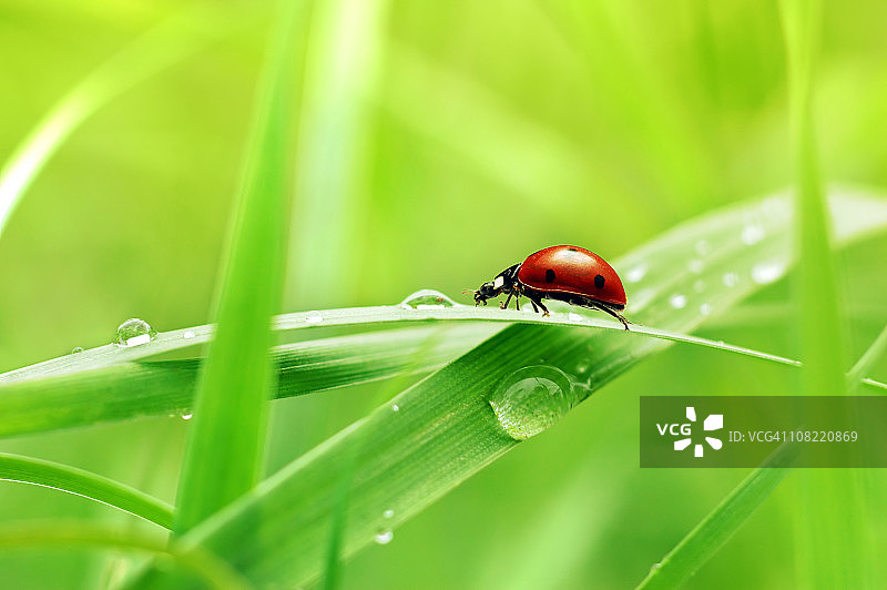 草叶上的瓢虫特写图片素材