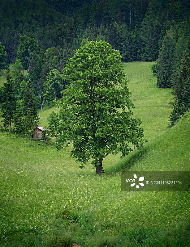森林附近绿色草甸山谷中的青柠树图片素材