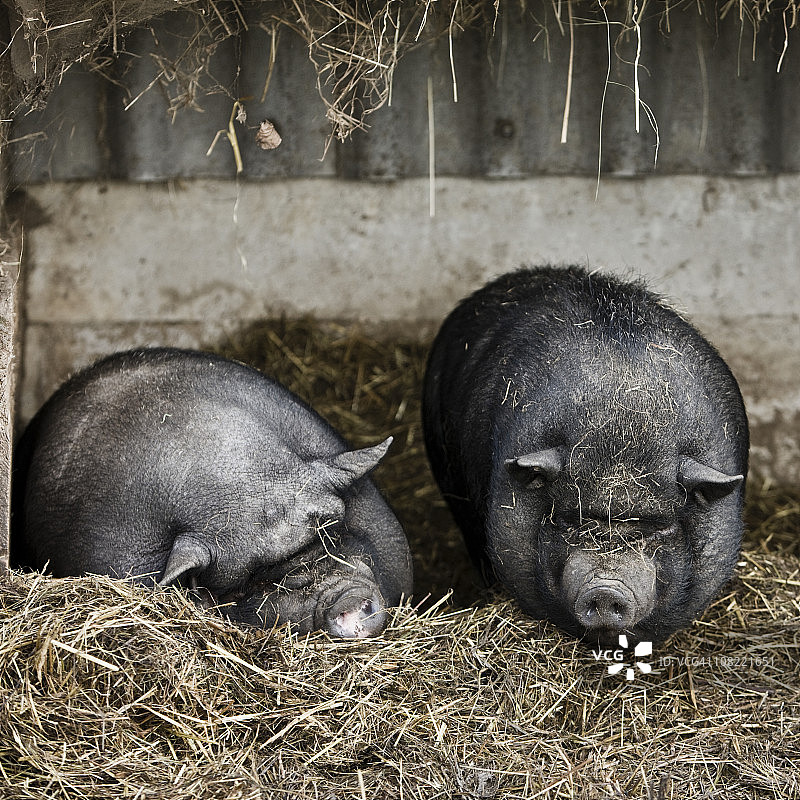 矮脚猪图片素材