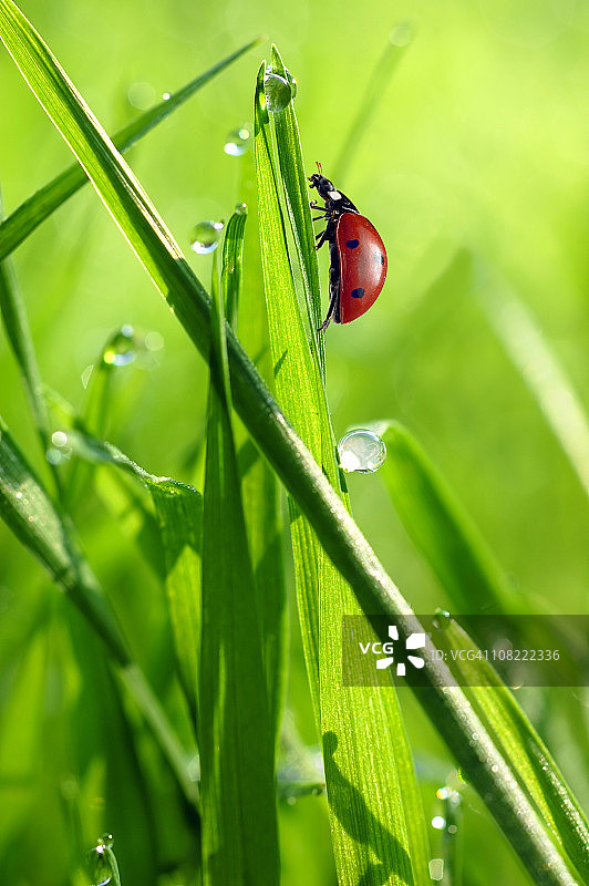 带水滴的草上的瓢虫图片素材