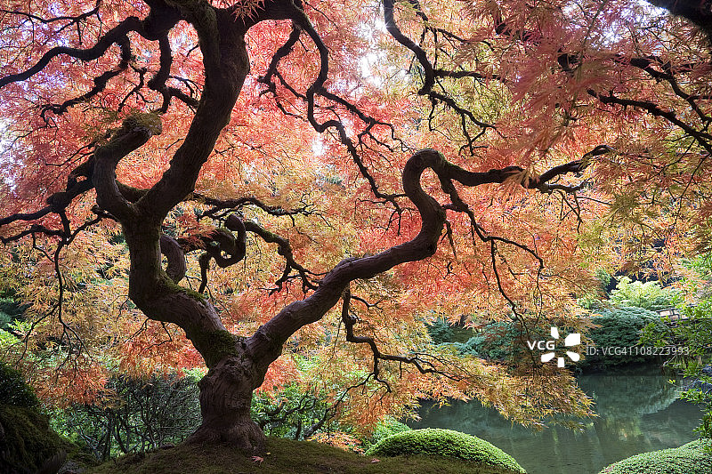 秋叶下的日本枫树图片素材