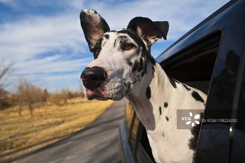 骑着大丹犬图片素材