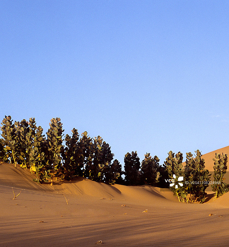 沙漠图片素材