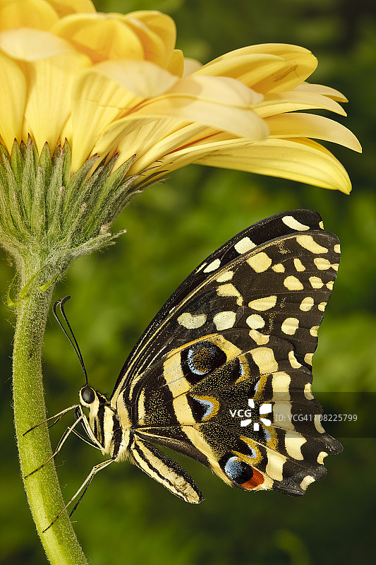 蝴蝶在花图片素材