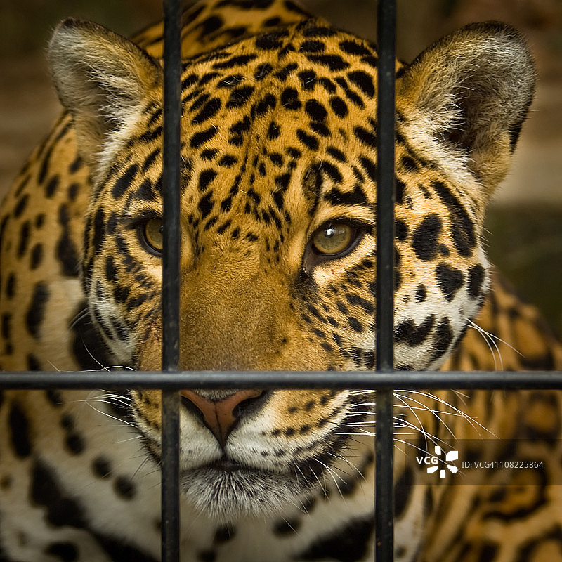 笼子里的美洲豹图片素材