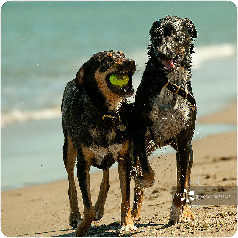 在沙滩上玩球的狗狗图片素材
