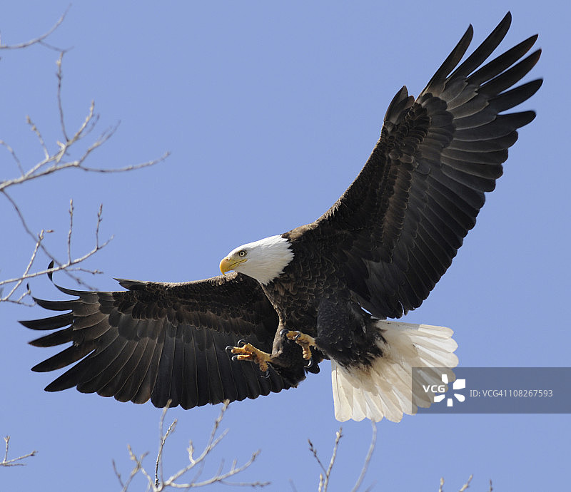 自由飞翔、展开翅膀的秃鹰：领导力、自由、力量图片素材