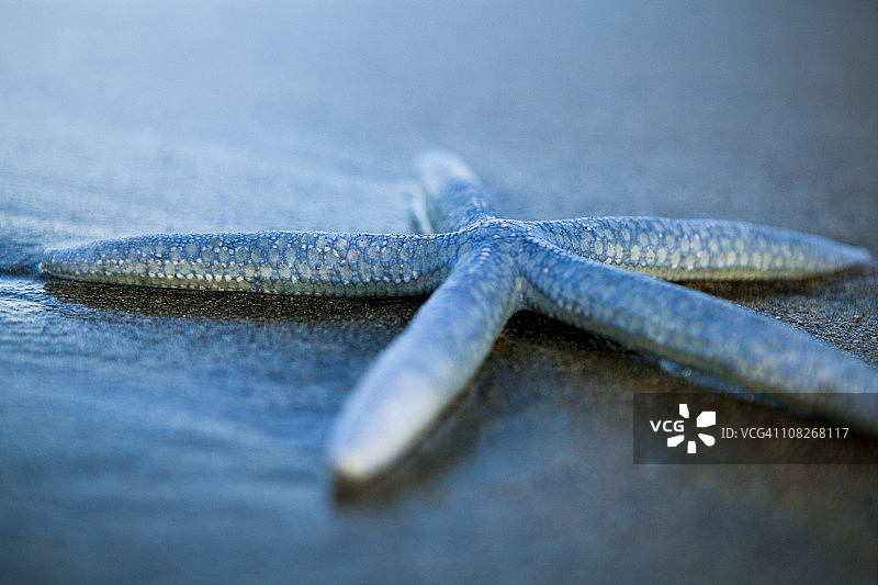 沙滩上的海星图片素材