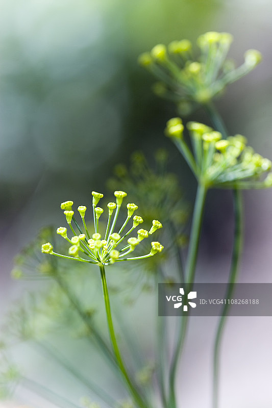 植物细节图片素材