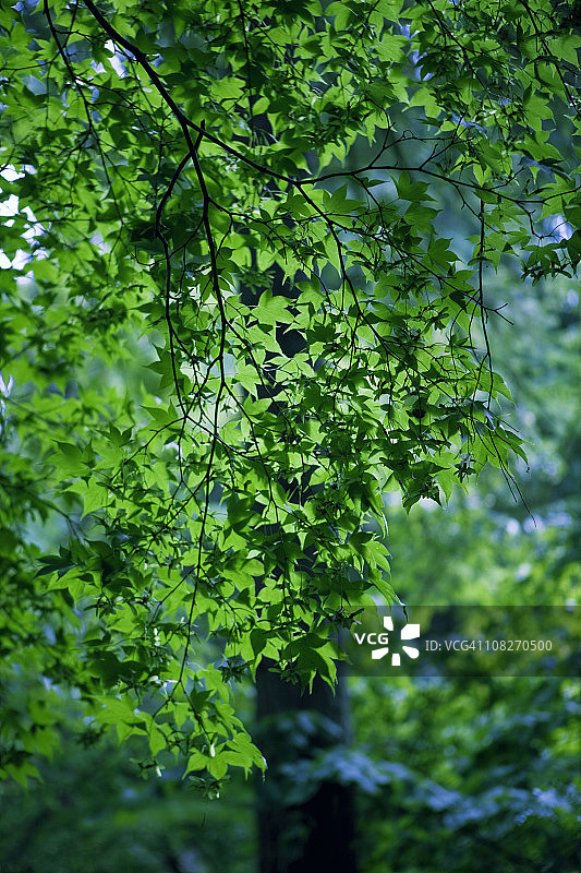 植物园树叶图片素材
