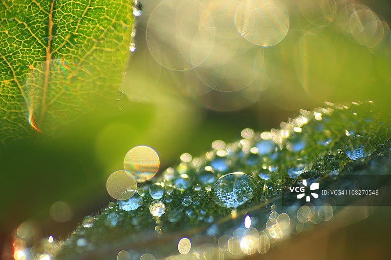 叶子上的水滴超浅景深摄影图片素材