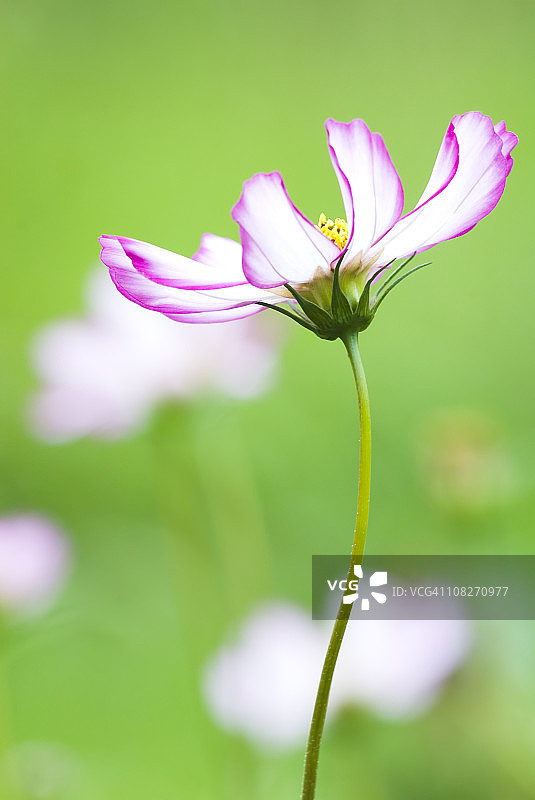 白色和粉色的波斯菊图片素材