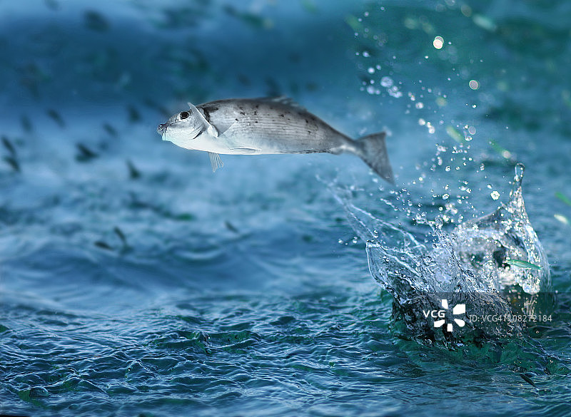 跳出水面的小鱼图片素材