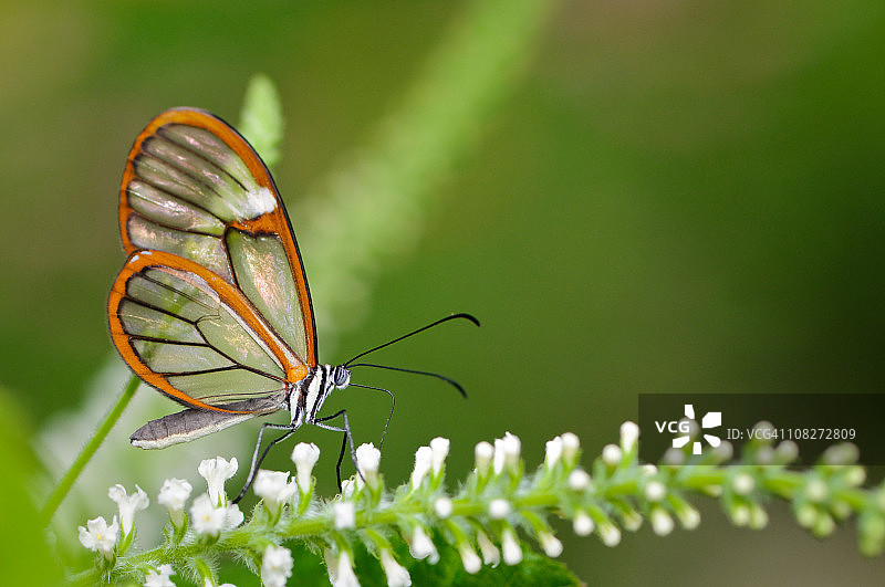 透翅蝶图片素材