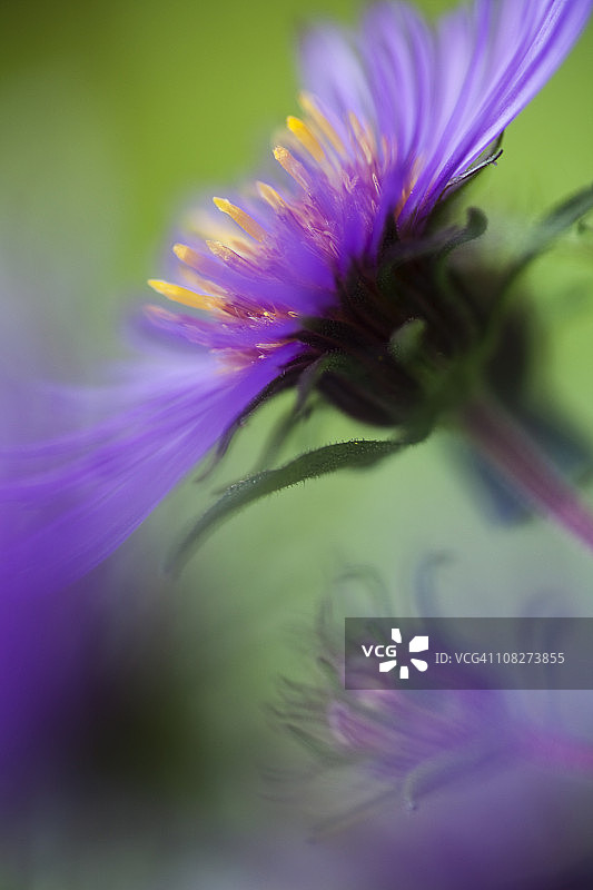 新英格兰紫菀图片素材