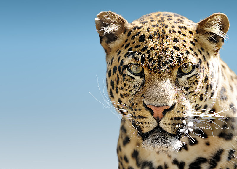 蓝天下的猎豹图片素材