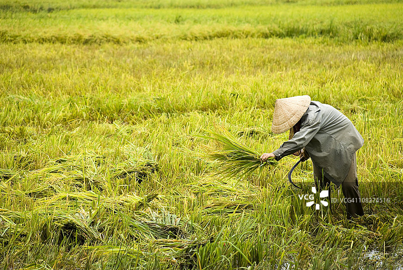 男人在湄公河三角洲收割水稻图片素材