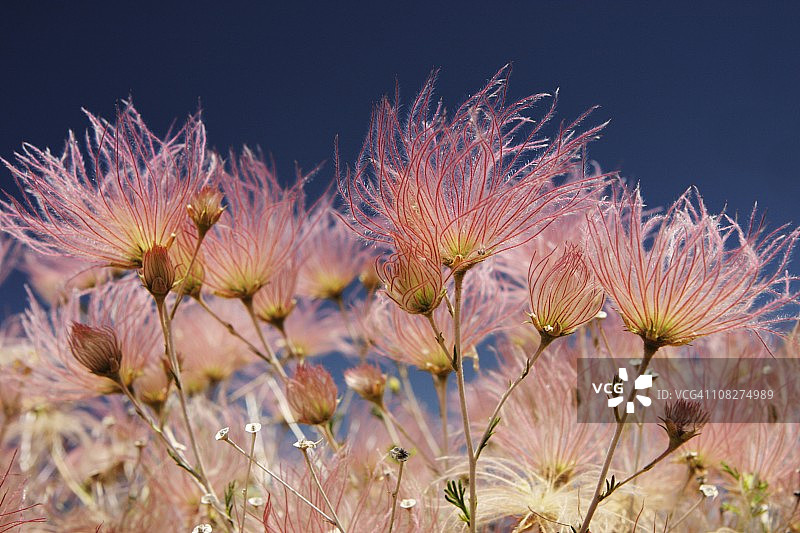 Apache Plume Fallugia paradoxa Prairie Smoke Plant图片素材