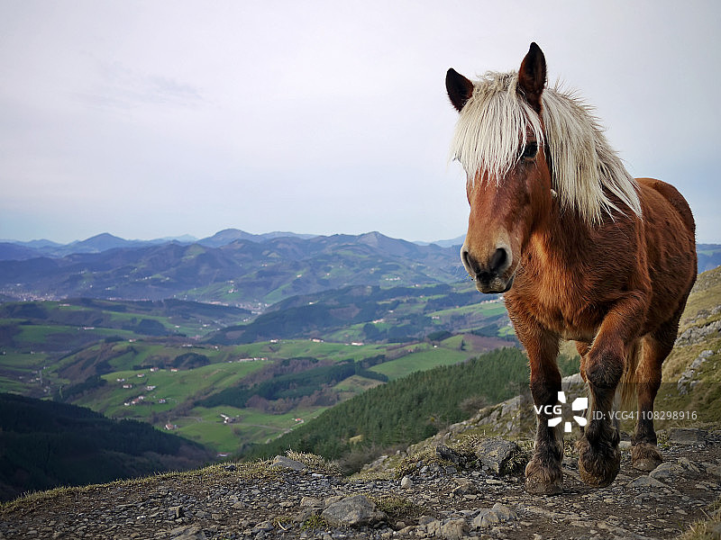 马在爬山图片素材