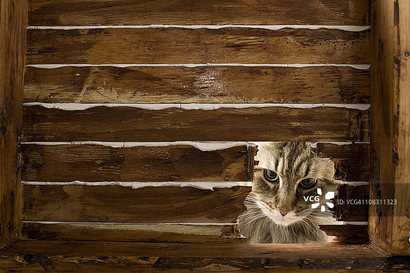 在鼠洞旁的缅因猫图片素材