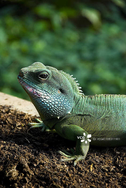 绿鬣蜥图片素材