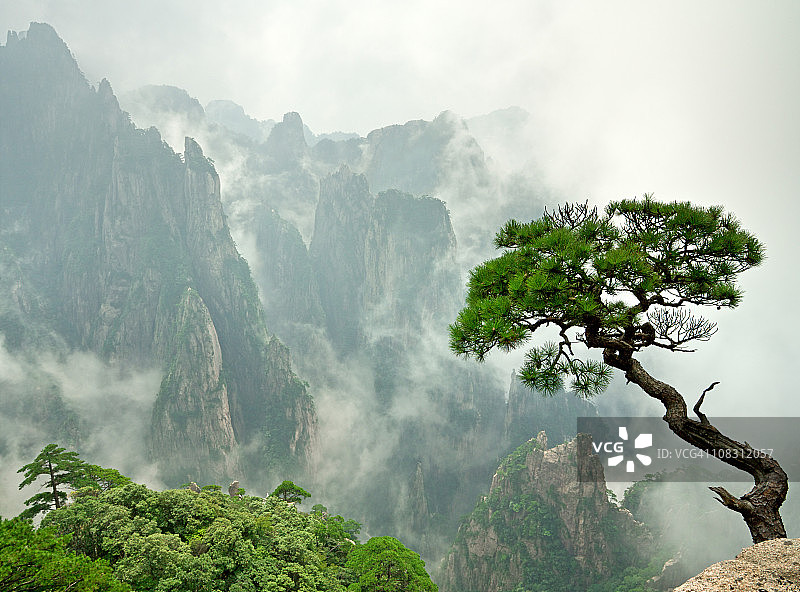 遥远的黄山松图片素材