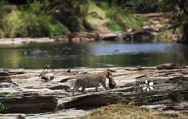 猎豹携带幼崽图片素材