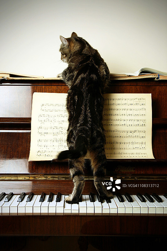 猫作曲家图片素材
