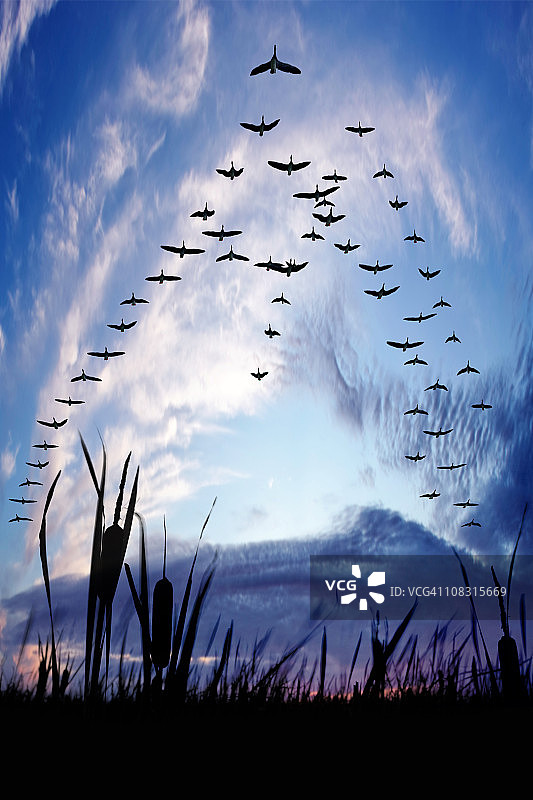 迁徙的加拿大鹅群图片素材