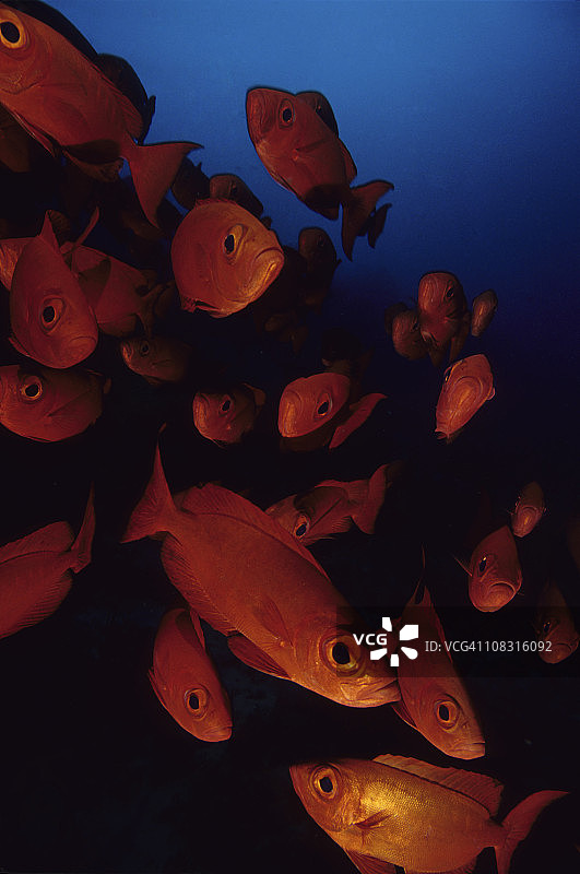 深红色人群图片素材