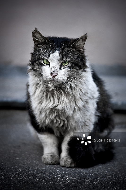 流浪猫图片素材