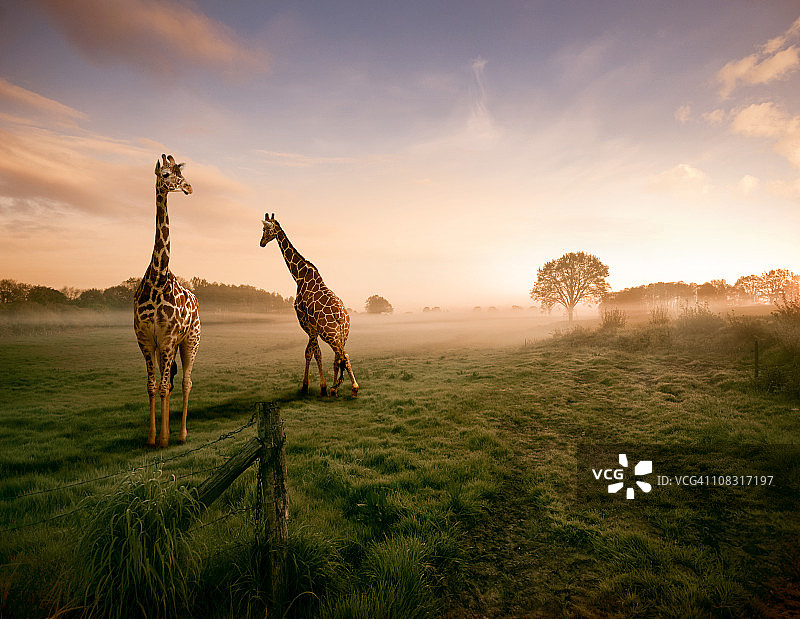 两只长颈鹿图片素材