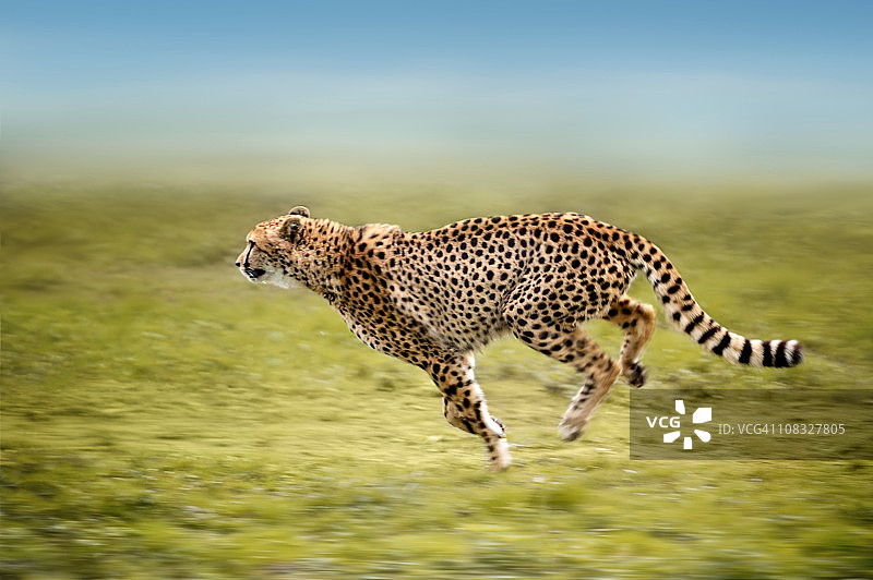奔跑中的猎豹图片素材