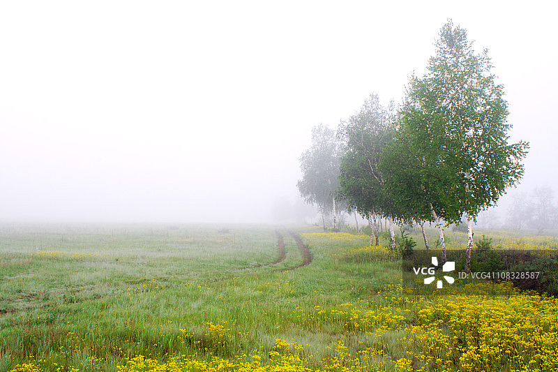 雾中的树木图片素材