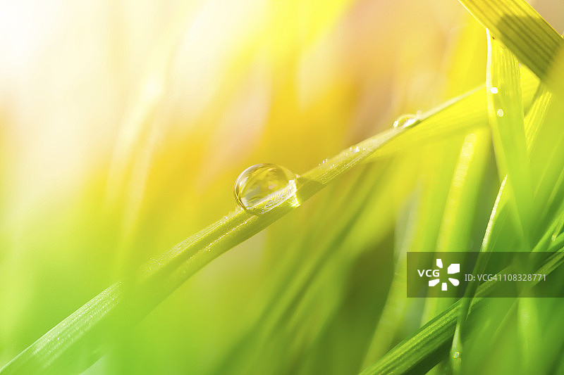 日出或日落时草叶上的晨露图片素材