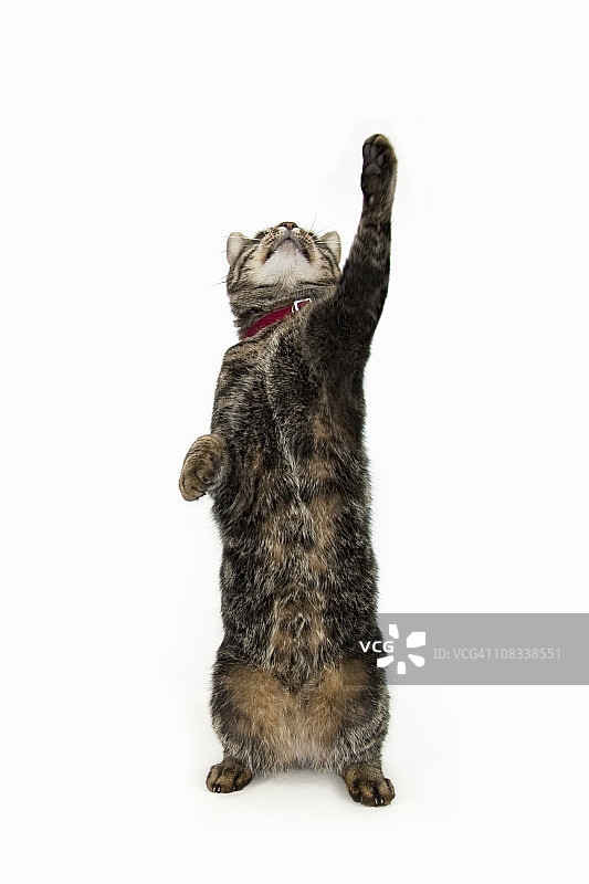 向上伸爪的虎斑猫图片素材