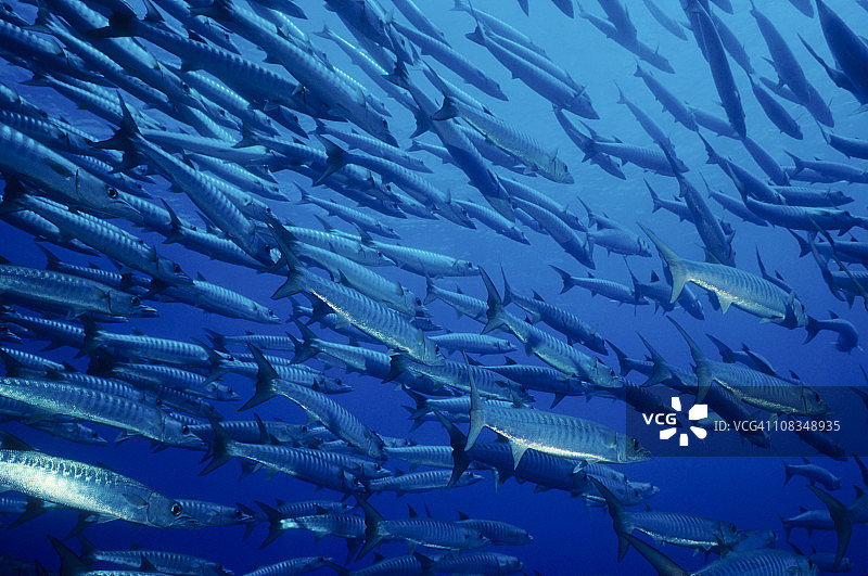 梭鱼群图片素材