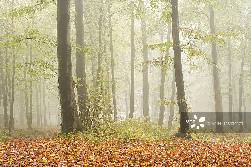 山毛榉森林图片素材