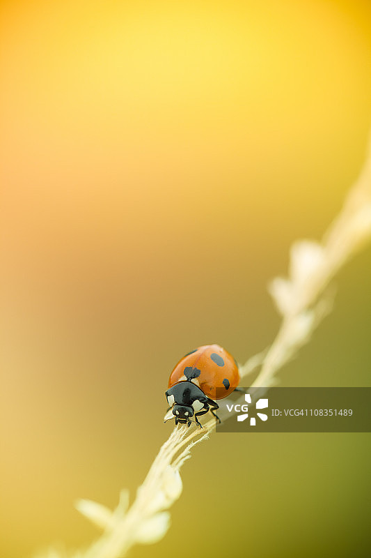 草地上行走的瓢虫图片素材